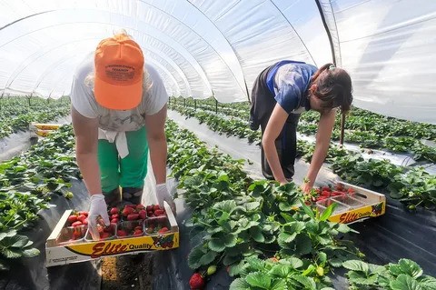 Farm Jobs in Italy